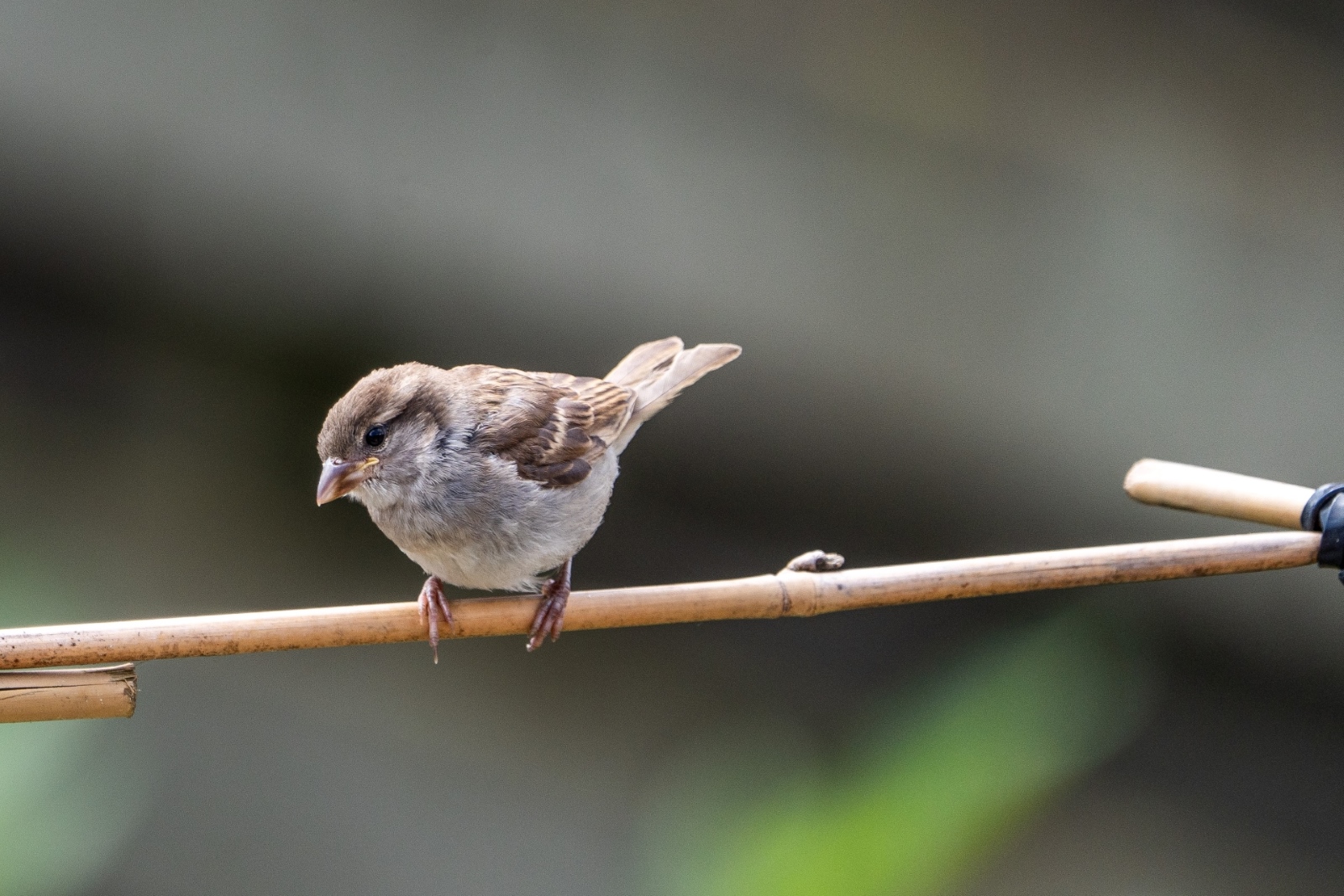 Huizentekort bedreigt ook vogels en vleermuizen in de stad